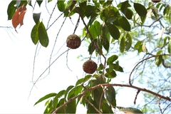 Hydnocarpus laurifolius